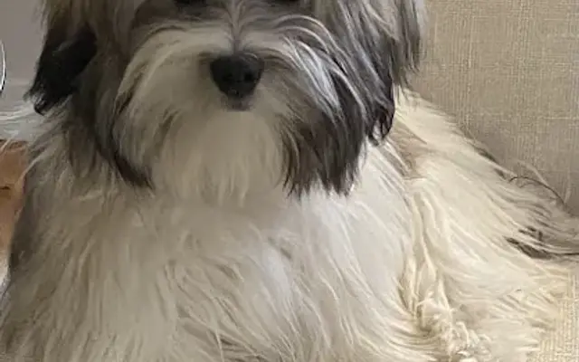 Paw Prints Dog Grooming in Sonoma, CA
