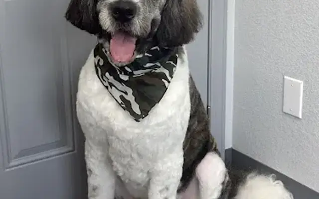Premier K-9 in Beverly Hills, FL