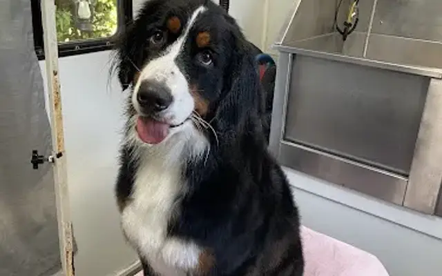 Country Dog Mobile Grooming in Live Oak, CA