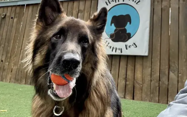 Happy Tail Happy Dog | Dog Daycare, Boarding & Grooming in Denver, CO