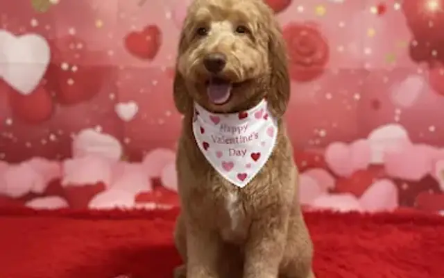 Scruff 2 Fluff Dog Grooming in Logan, OH