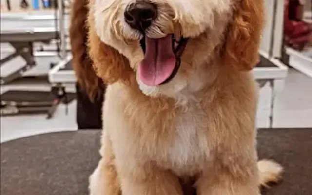 Pawsitive Pet Groomer in Herriman, UT