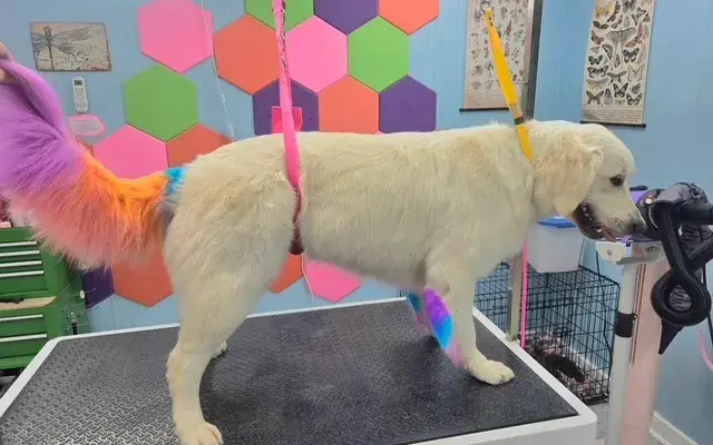 Dragonfly Dog Grooming LLC in Cochran, GA