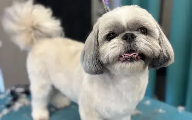 Village Pet Salon in La Mesa, CA