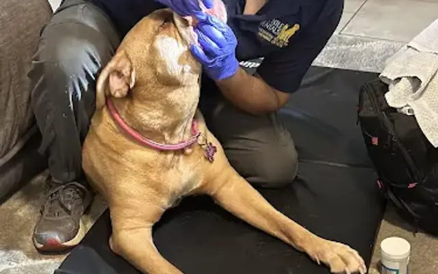 Gentle Dental for Pets in Land O' Lakes, FL