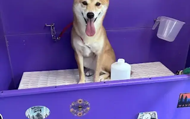 PawsAngeles in Woodland Hills, CA
