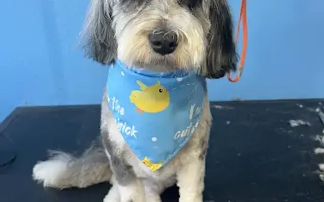 Fur-Ever Fresh Dog Grooming Azle in Azle, TX