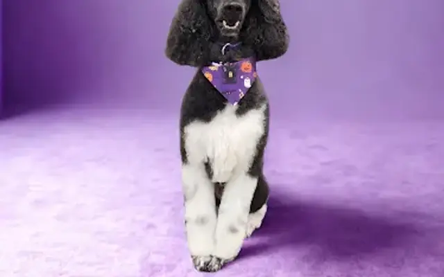 Besties Dog Grooming LLC in Dallas, GA