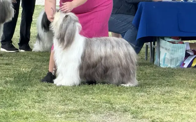 So Fetch Mobile Pet Grooming in Anaheim, CA