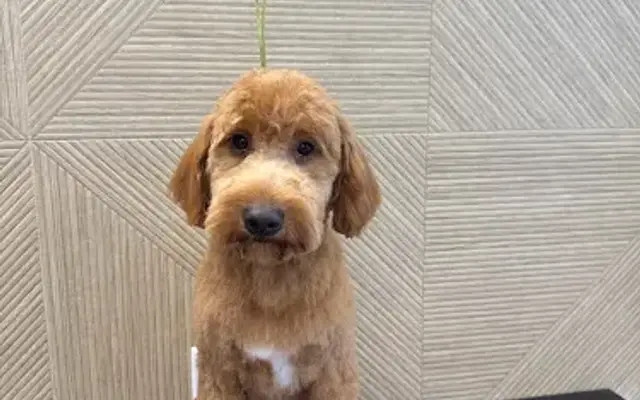 Kibzus Mobile Dog Grooming in Charlotte, NC