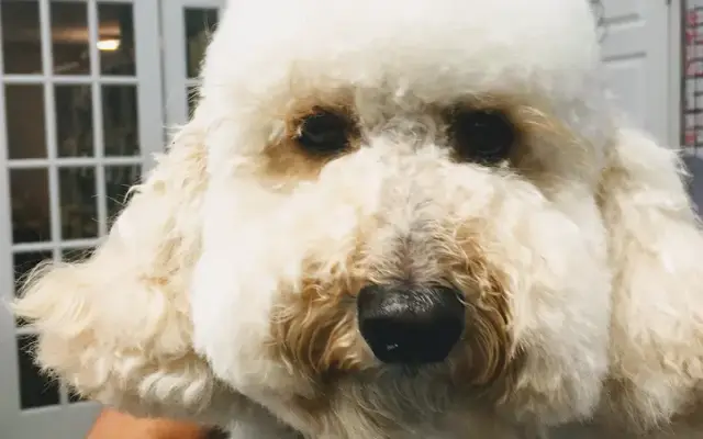 Blue Ribbon Pet Grooming , Boarding & Day Care in Vero Beach, FL