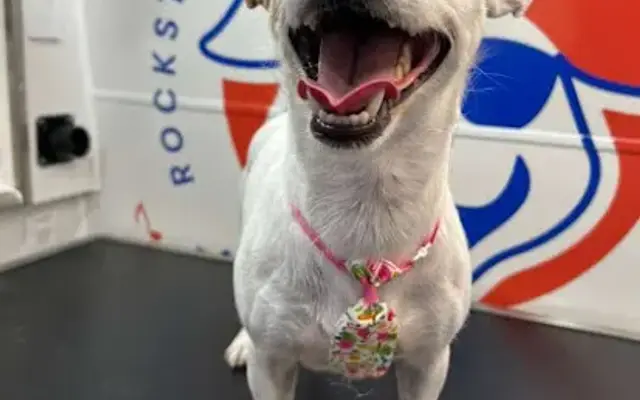 Rolling Bones Dog Spa in New Orleans, LA