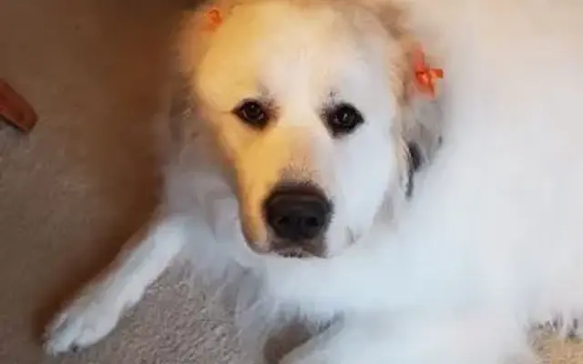 Dogs Day Out Pet Grooming and Spa in Marshville, NC