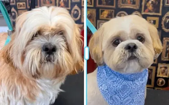 Doggy Groomer Mobile Groomer in Cordele, GA