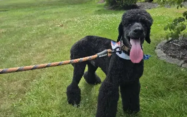 Enchanted Tails Pet Grooming LLC in Youngstown, OH