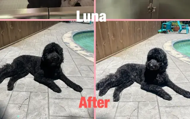 504 Dog Groomers in Kenner, LA