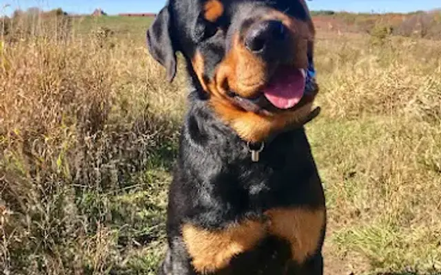 Pet Grooming By Honor in Grafton, WI