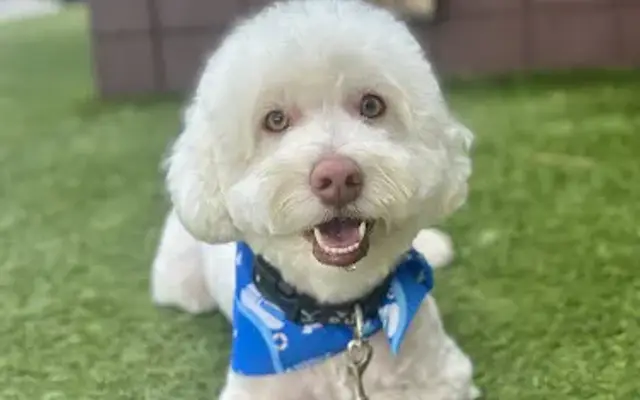 PetOn Animal care in Torrance, CA