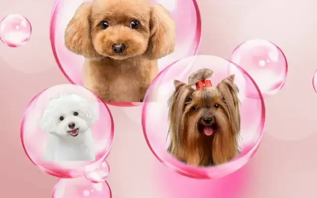 Debbie's Mobile Dog Grooming in Potomac, MD