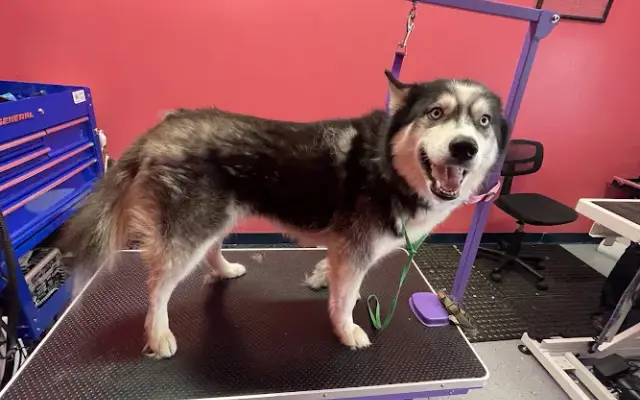 Chase-n-tails services in Milton, FL