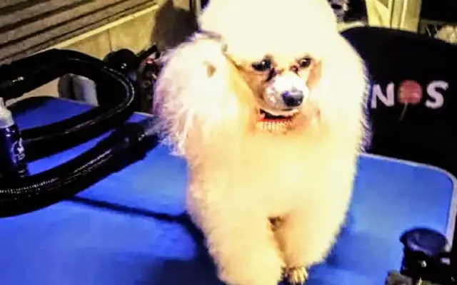 Debbie's AKC poodle cutties and certified dog and cat grooming in Crosby, TX