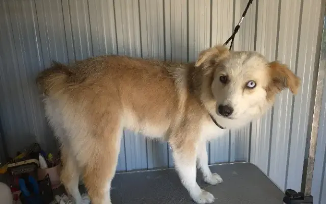 Milo's grooming in Apple Valley, CA