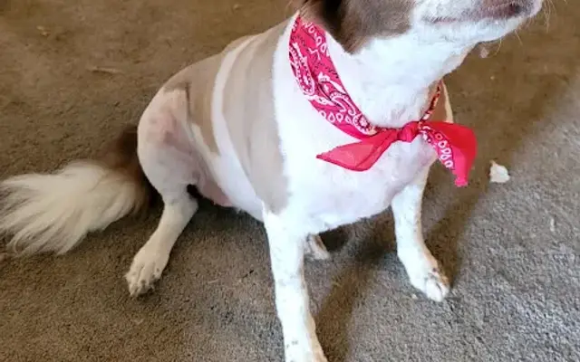 Friendly Pet Grooming in Pine Grove, PA