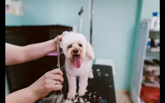 Texas Best Mobile Pet Grooming in Weatherford, TX