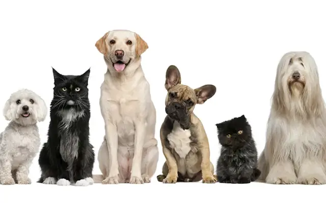 Animal Clinic of the Woodlands in Gladstone, MO