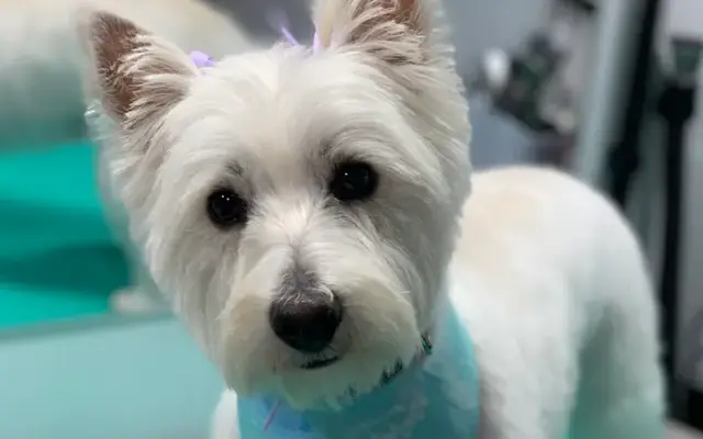 Furrytale Mobile Grooming LLC in Elizabethtown, PA