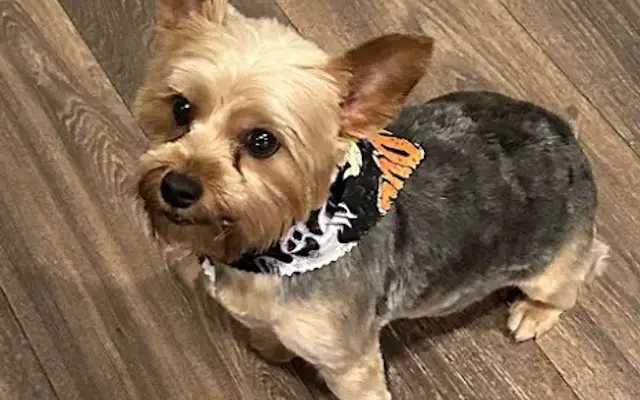 Pampered Pets Grooming in Jarrell, TX