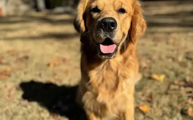 All Things Pawfect in Willow Spring, NC
