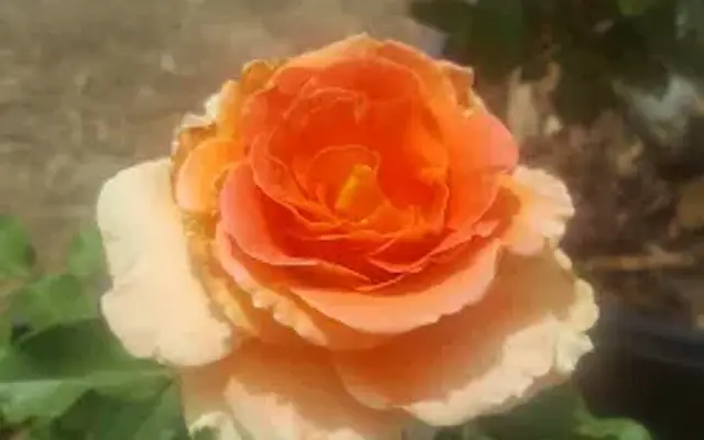 Desert Rose Miniature Pinsch in Phelan, CA