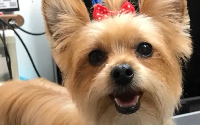Posh Pups Dog Grooming in Port Charlotte, FL