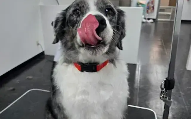 The Dirty Spot Dog Grooming in Oklahoma City, OK