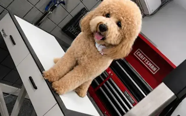 VIP Dog Grooming in Stanton, CA