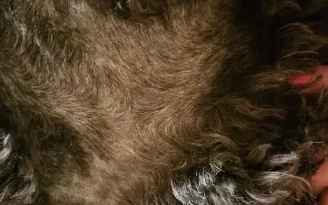 Natalia's Pet Beauty Salon, Mobile Pet Grooming in Clarksburg, MD