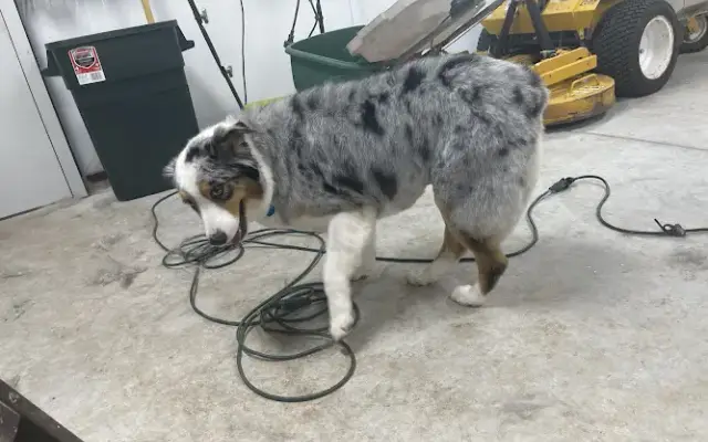 Pups N Sudz Mobile Dog Groomer in Tulsa, OK
