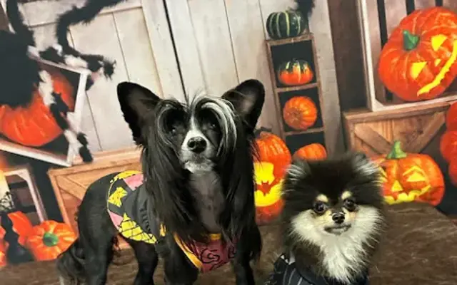 Square Dog Grooming Company in Oviedo, FL