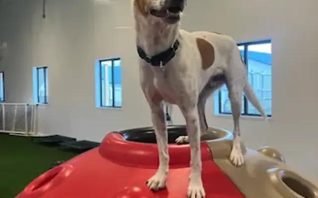 Top Dog Retreat in West Salem, WI