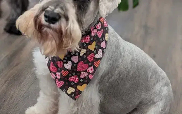 Hairy Hounds in Oakley, CA