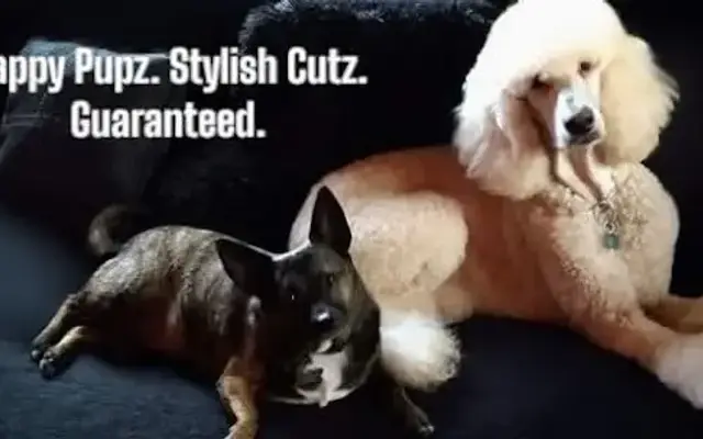 Crystal's Pup Cutz in Belleview, FL
