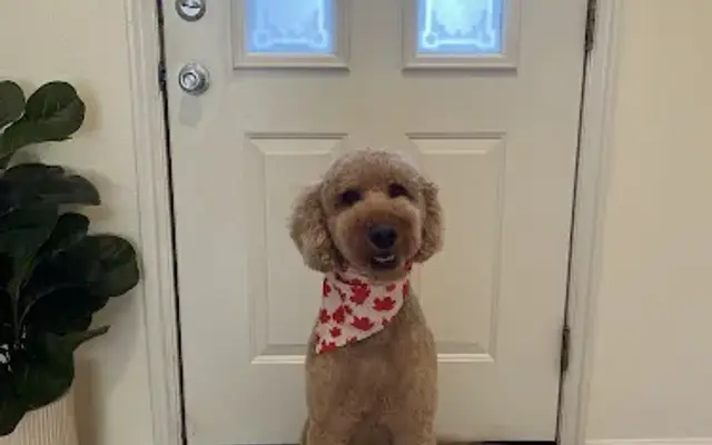 The Doodle Salon in Cedar City, UT