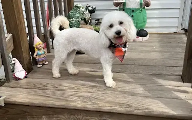 Dashing Pet Grooming in Austin, TX