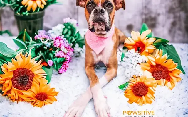 PAWsitive Grooming Salon & Spa LLC in Poinciana, FL