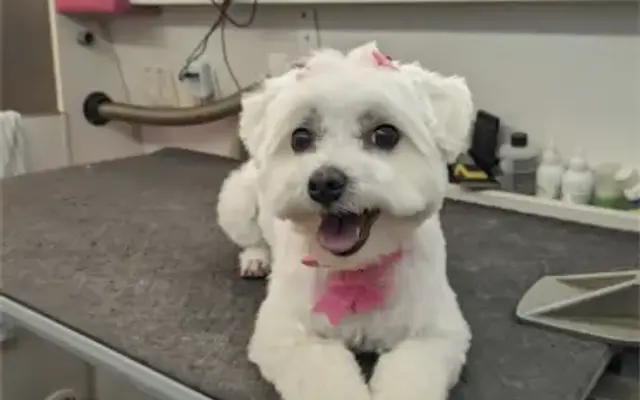 The Beauty Box Grooming in Tulsa, OK