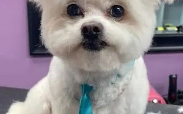 Get your Groom on Mobile grooming in Malibu, CA