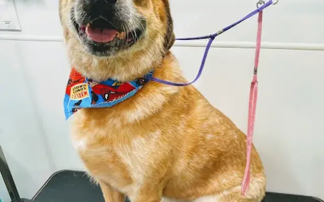 Fur The Love Mobile Grooming in Bartonville, TX