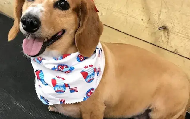 Bow-Wow Boutique in Pekin, IL