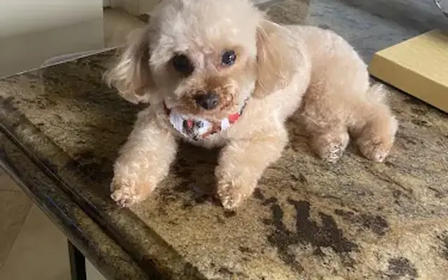 Edison Mobile Pet Grooming in Laguna Hills, CA